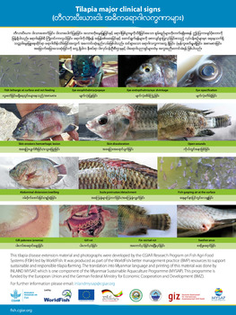 Tilapia major clinical signs (Burmese version)
