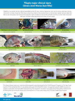 Tilapia major clinical signs (Tetum version)