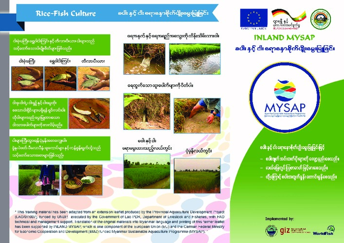 Rice-fish culture (Burmese version)