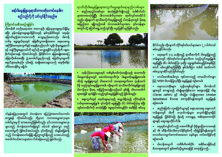 Climate change and options for shortened fish culture seasons (Burmese version)
