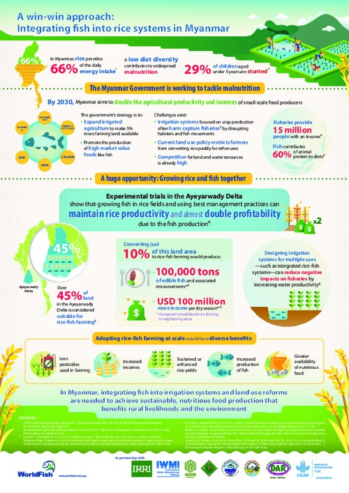 A win-win approach: Integrating fish into rice systems in Myanmar