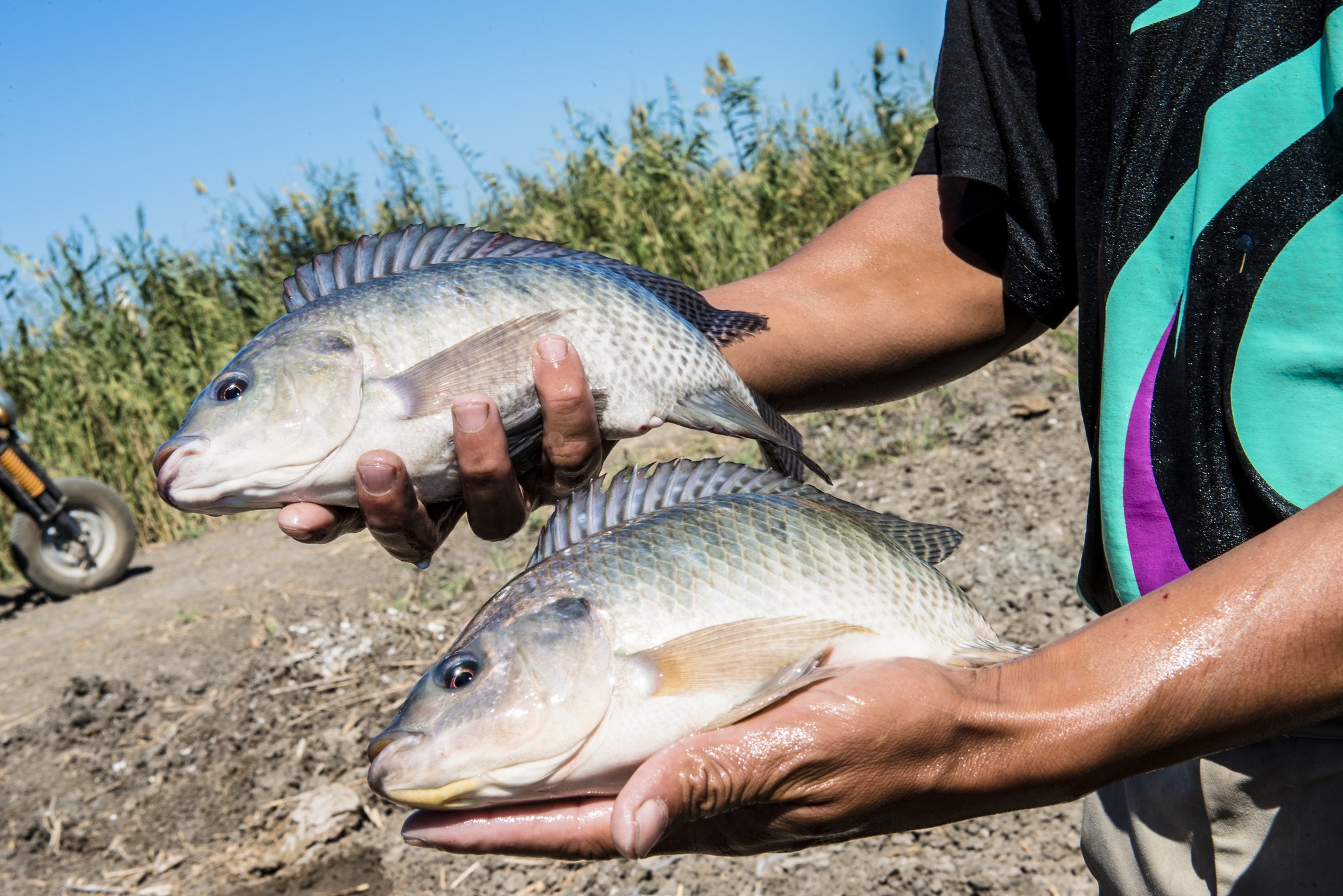 A hatchery operator holds selectively-bred Nile tilapia in Egypt. Tilapia consumption significantly increased in the country after the provision of genetically enhanced tilapia strains. Photo by Heba El Begawi.