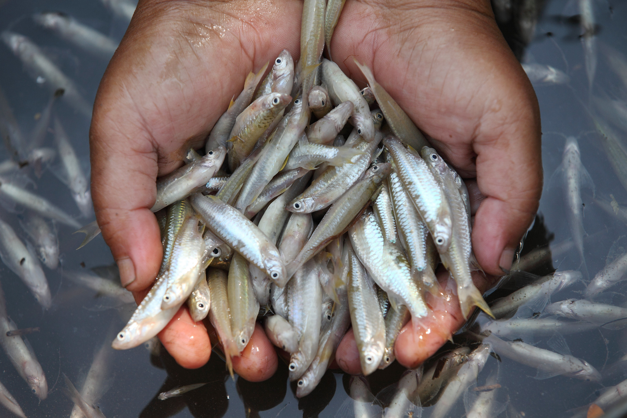 Small Indigenous fish are rich in essential nutrients, including omega-3s, iron and vitamin B12, making them critical for nutrition and child development. Photo: M. Yousuf Tushar/WorldFish.