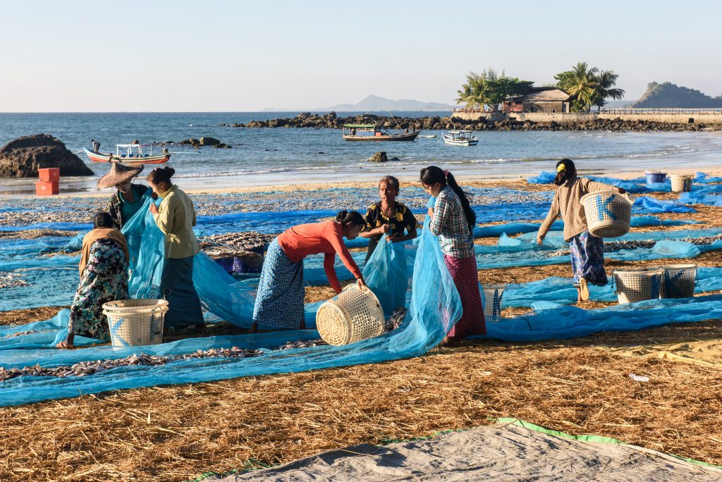 Fish drying