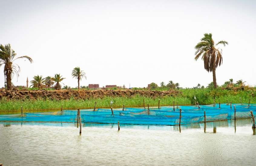 Cages in earthen tanks, fish farm in Fayoum. Photo by Heba El Begawi, Worldfish Egypt