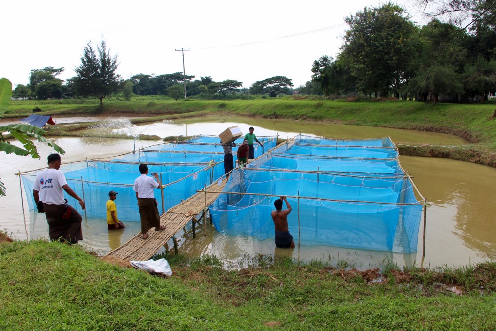 Genetically Improved Farmed Tilapia (GIFT) seed arrives in Myanmar. Manjurul Karim, 2016.