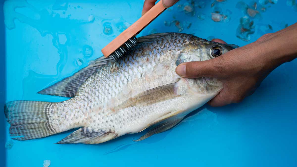Timely interventions with appropriate policy changes and financial incentives to farmers will lead to increased domestic consumption of tilapia in India. Photo by WorldFish.