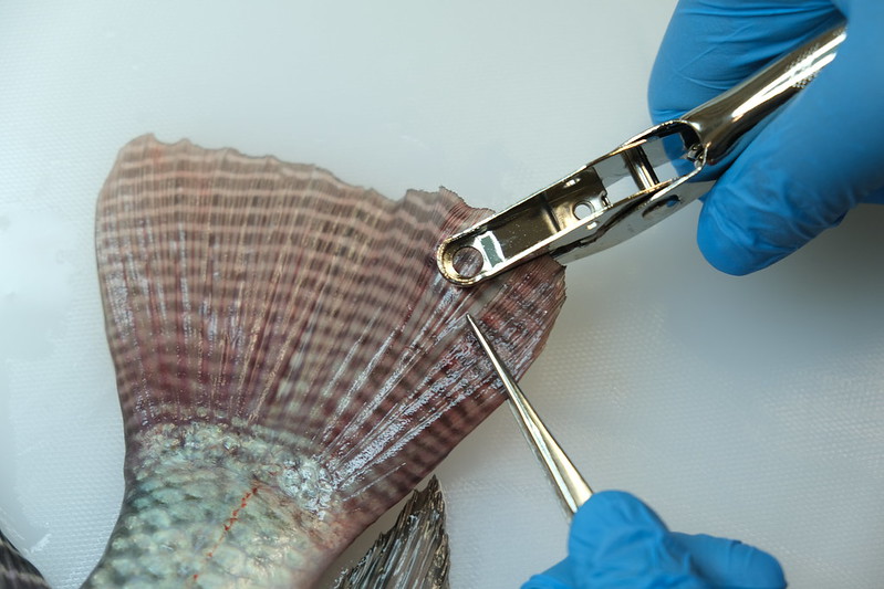 Fin tissue sampling of a Nile tilapia (Oreochromis niloticus) of the GIFT strain. Photo by Trong Trinh and Mahirah Mahmuddin, WorldFish.