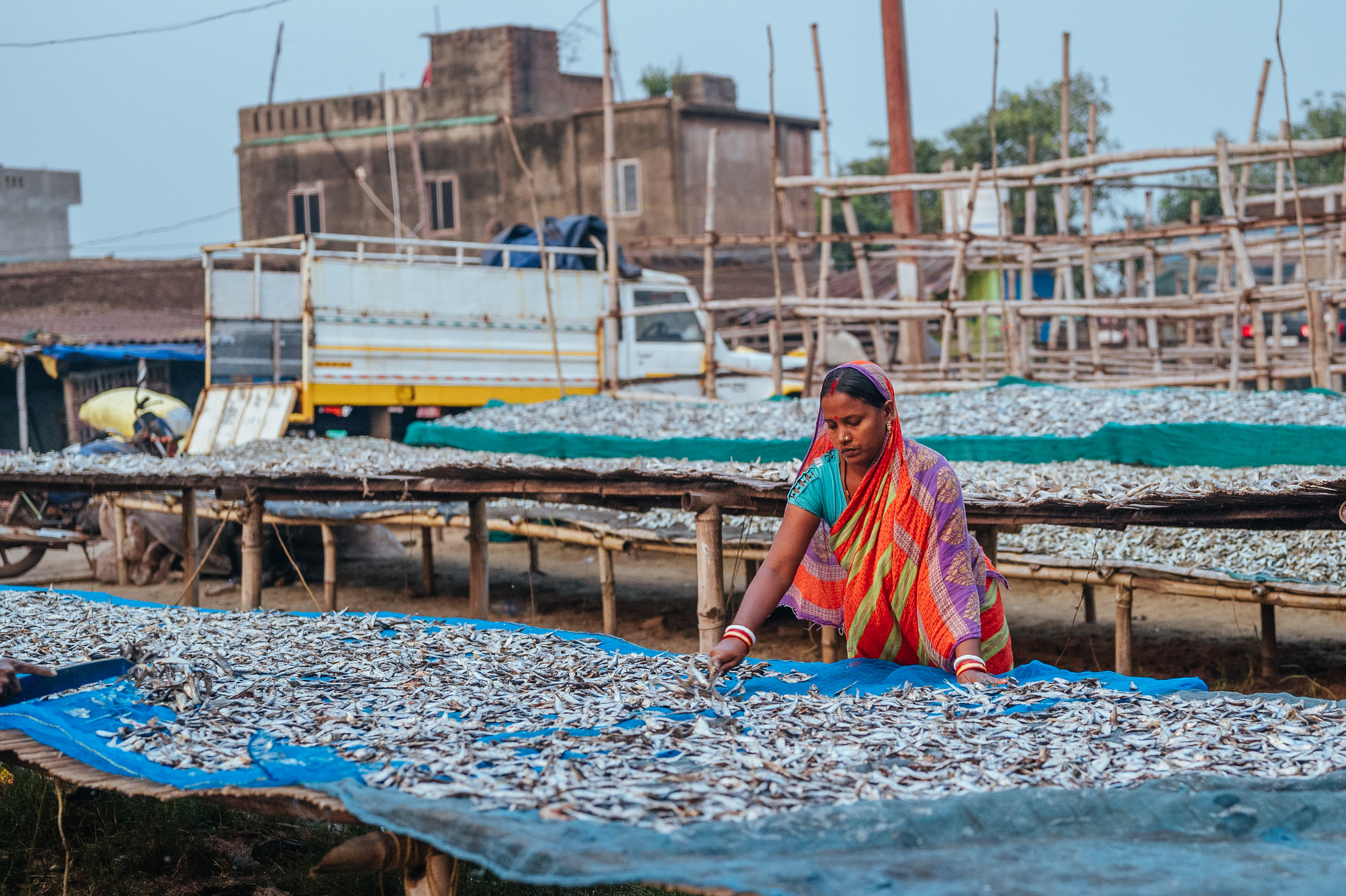 Dried fish production in Odisha supports nutrition, livelihoods and local aquatic food value chains. Photo by Detour.