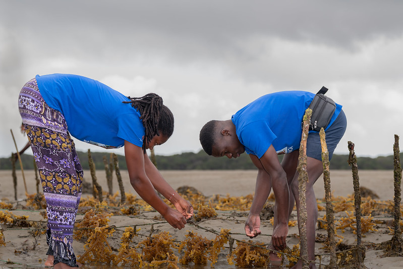 In coastal Mozambique, seaweed farming is creating livelihood opportunities while supporting more resilient and sustainable aquatic food systems. Photo by Philipo Ngonyani, WorldFish.