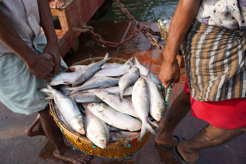 For coastal communities in Bangladesh, aquatic foods are more than a source of income. They support nutrition, livelihoods and resilience, and show why fisheries and aquaculture deserve a more central place in food systems and blue economy agendas. Photo by Dilruba Sharmin, WorldFish.