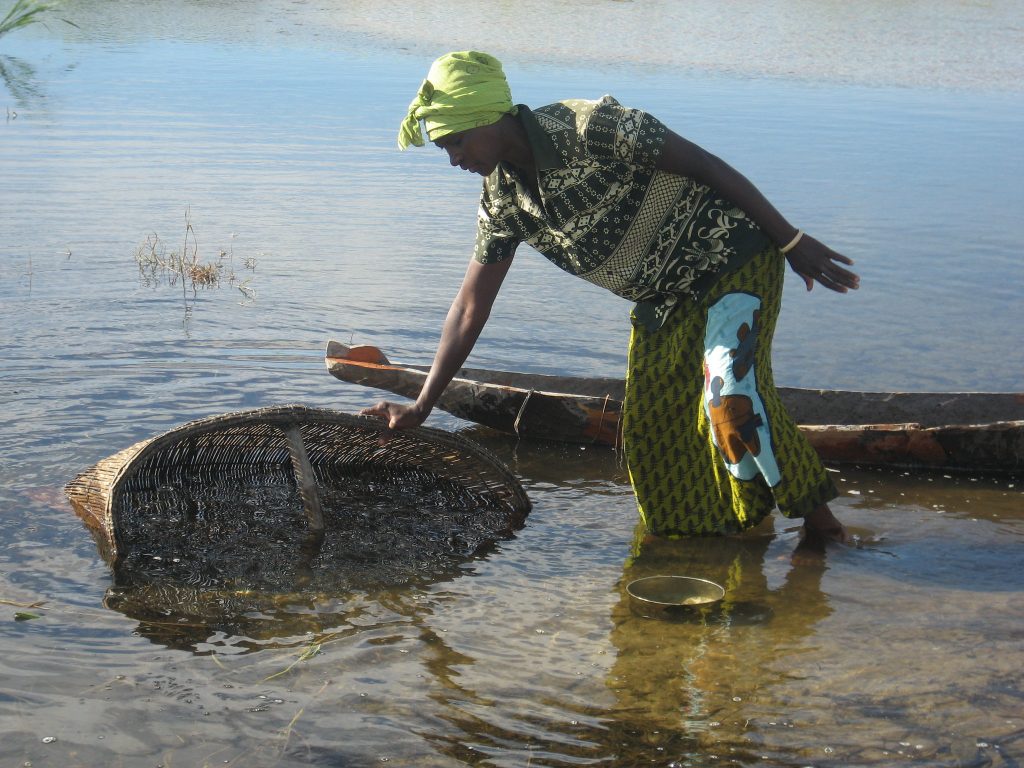 Local fishing with basket in Matongo fishing camp, Zambia. Photo by Kate Longley.