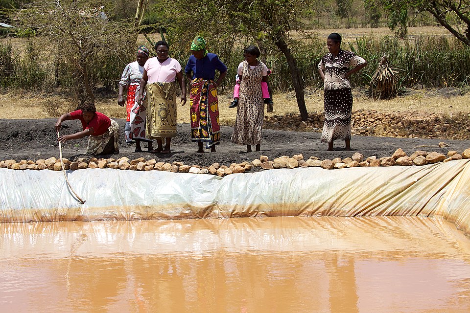 Kenya’s aquaculture could grow far faster, but farmers can only succeed if feed is affordable, reliable and nutritious. Photo: McKay Savage, CC BY 2.0.
