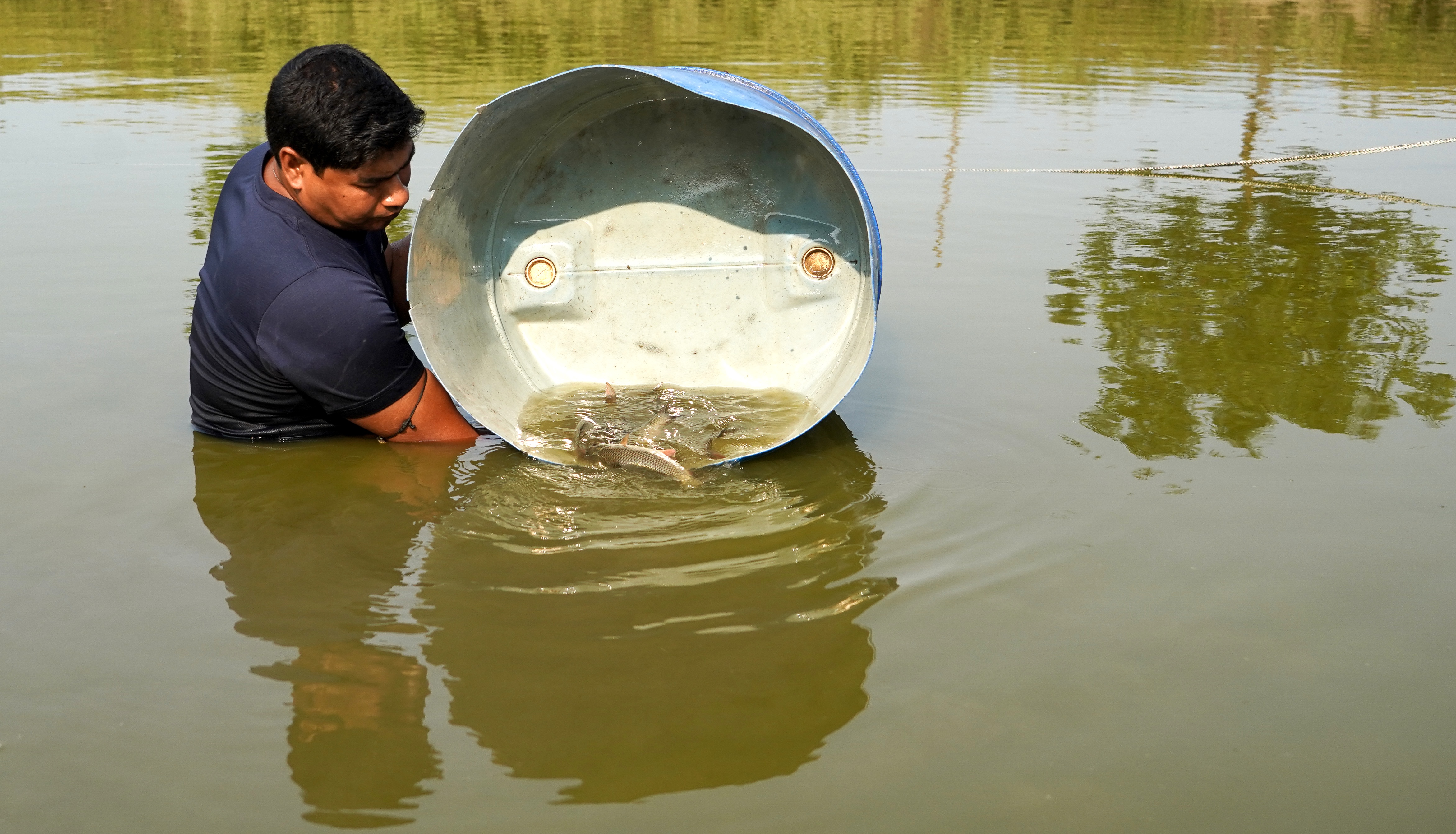 Amit Joarder stocks G3 rohu fingerlings in his pond in southern Bangladesh. Photo: Harun Or Rashid/WorldFish