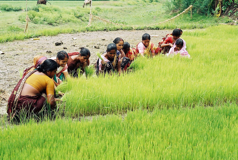 Integration of fisheries in irrigation systems is a natural-based solution which increases the mutual benefits of both sectors. Photo by CBFM-Fem Com Bangladesh