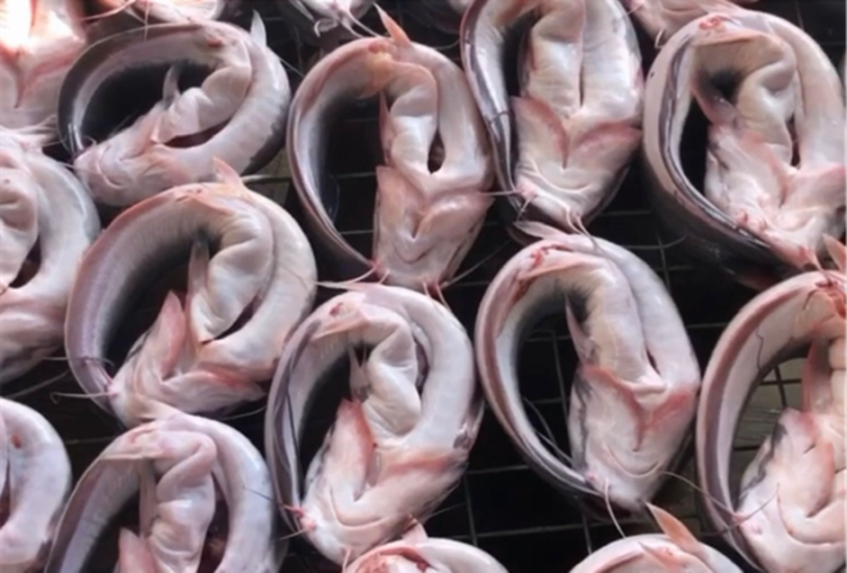 Catfish are gutted and placed in a kiln to be dried to prolong their shelf life. Photo by Olatunde Olufunmike Kechicha / Imoran Farms