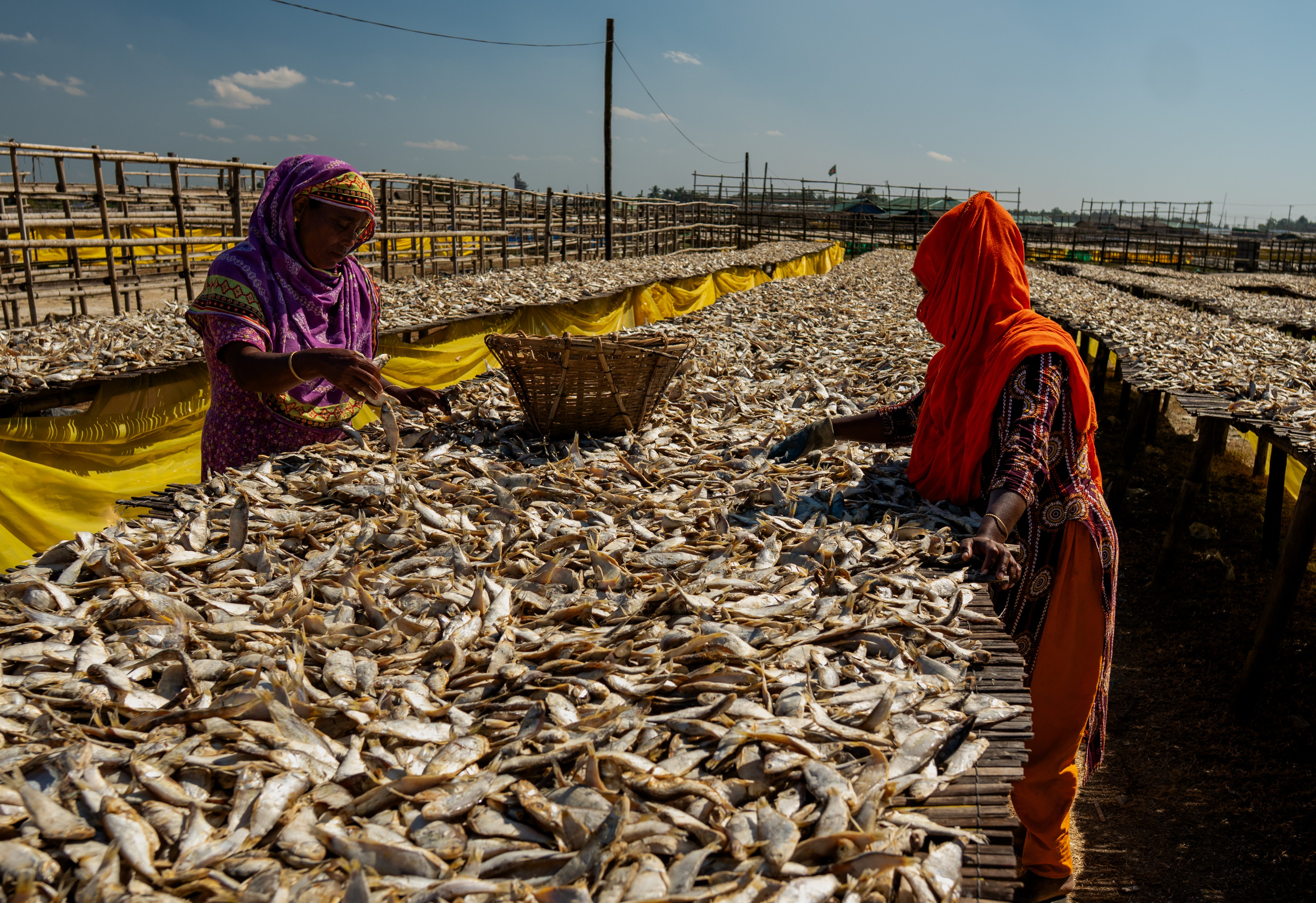 Women fish workers inspecting rows of dry fish laid out on bamboo racks at Najirar Tek. Sun-drying is a major industry in this region, where traditional methods are used to preserve the daily catch for markets across Bangladesh. Credit: Hamid Hossen