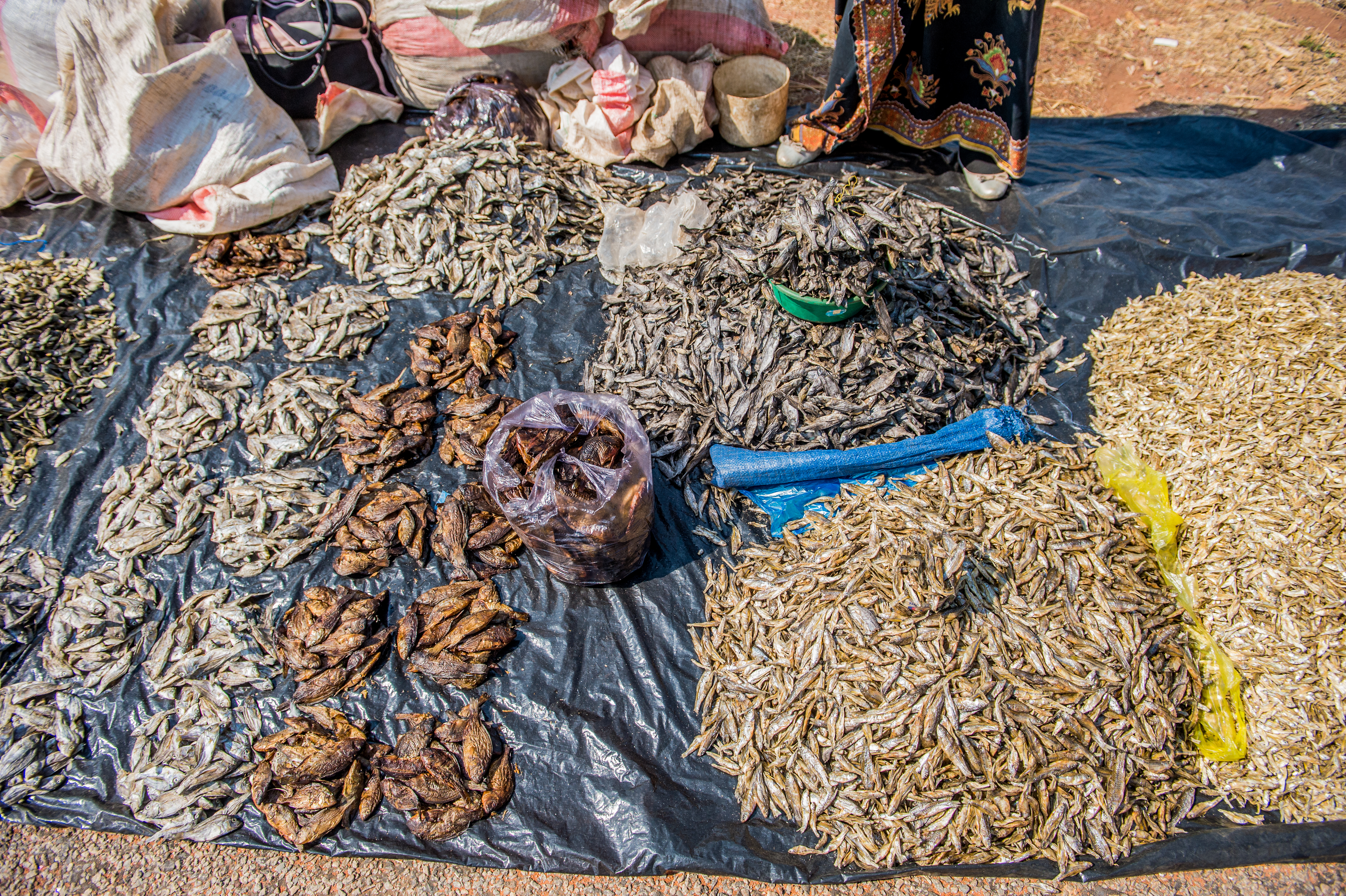 Diverse options of dried small fish available at a local market in Zambia. Photo by Chosa Mweeba