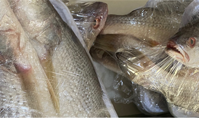 Imoran Farms have since diversified to freezing fishes and farming tilapia. Photo by Olatunde Olufunmike Kechicha / Imoran Farms