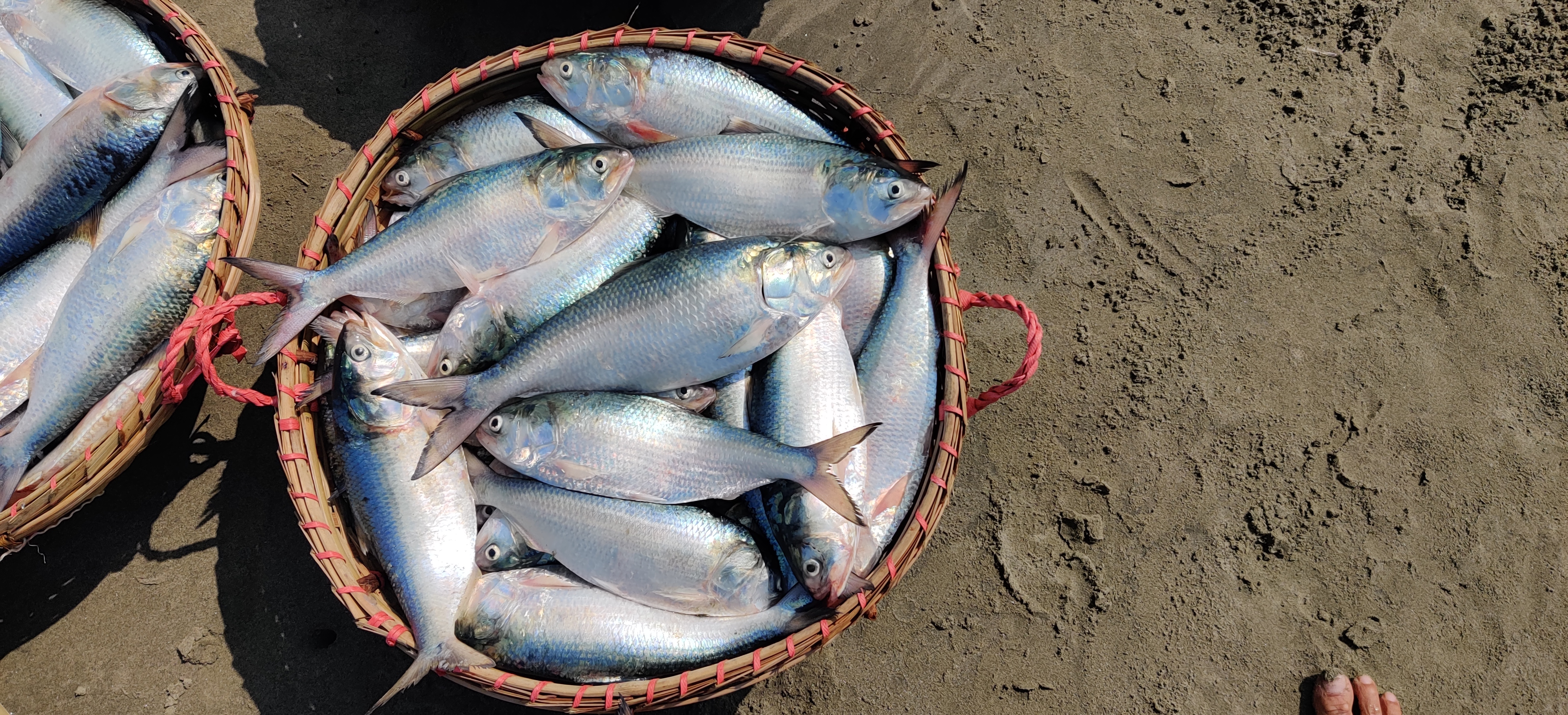 Hilsa