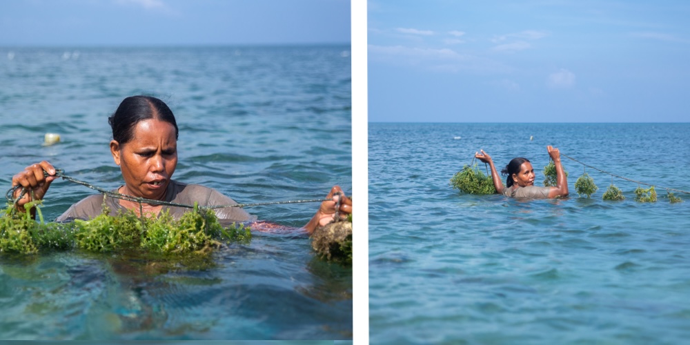 Rosita Gomes harvesting seaweed on Atauro Island, Timor-Leste. Photo: Ana Pinto da Silva/WorldFish