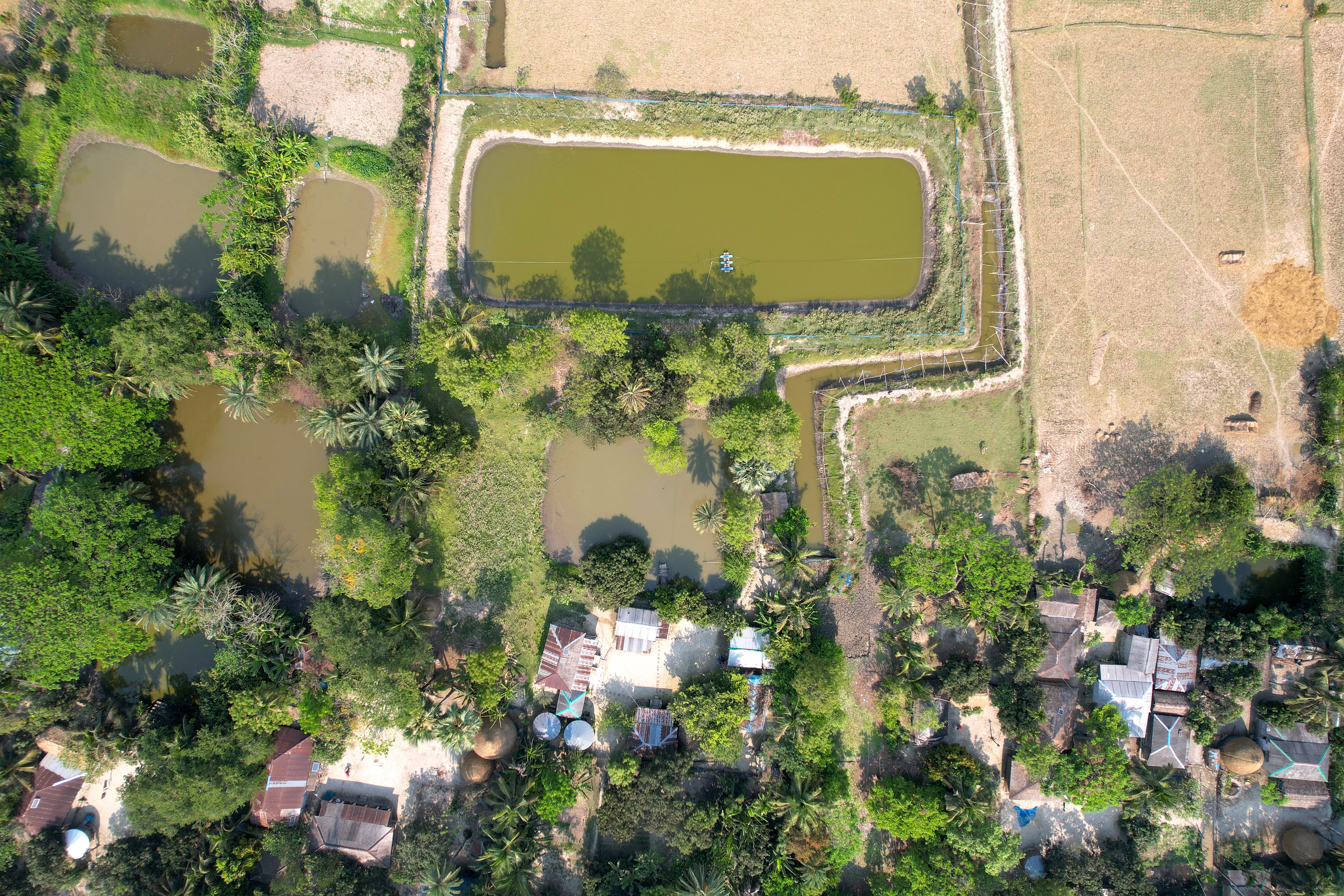 Amit Joarder’s home and pond in southern Bangladesh. Photo: Harun Or Rashid/WorldFish