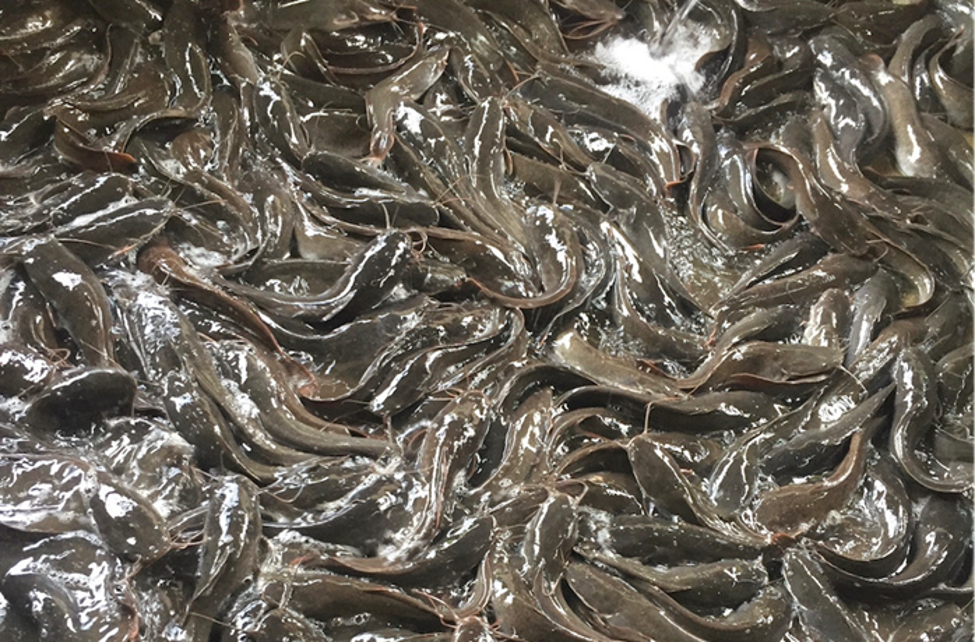 Kechicha feels strongly about undertaking fish farming in a nature-positive way. Photo by Olatunde Olufunmike Kechicha / Imoran Farms