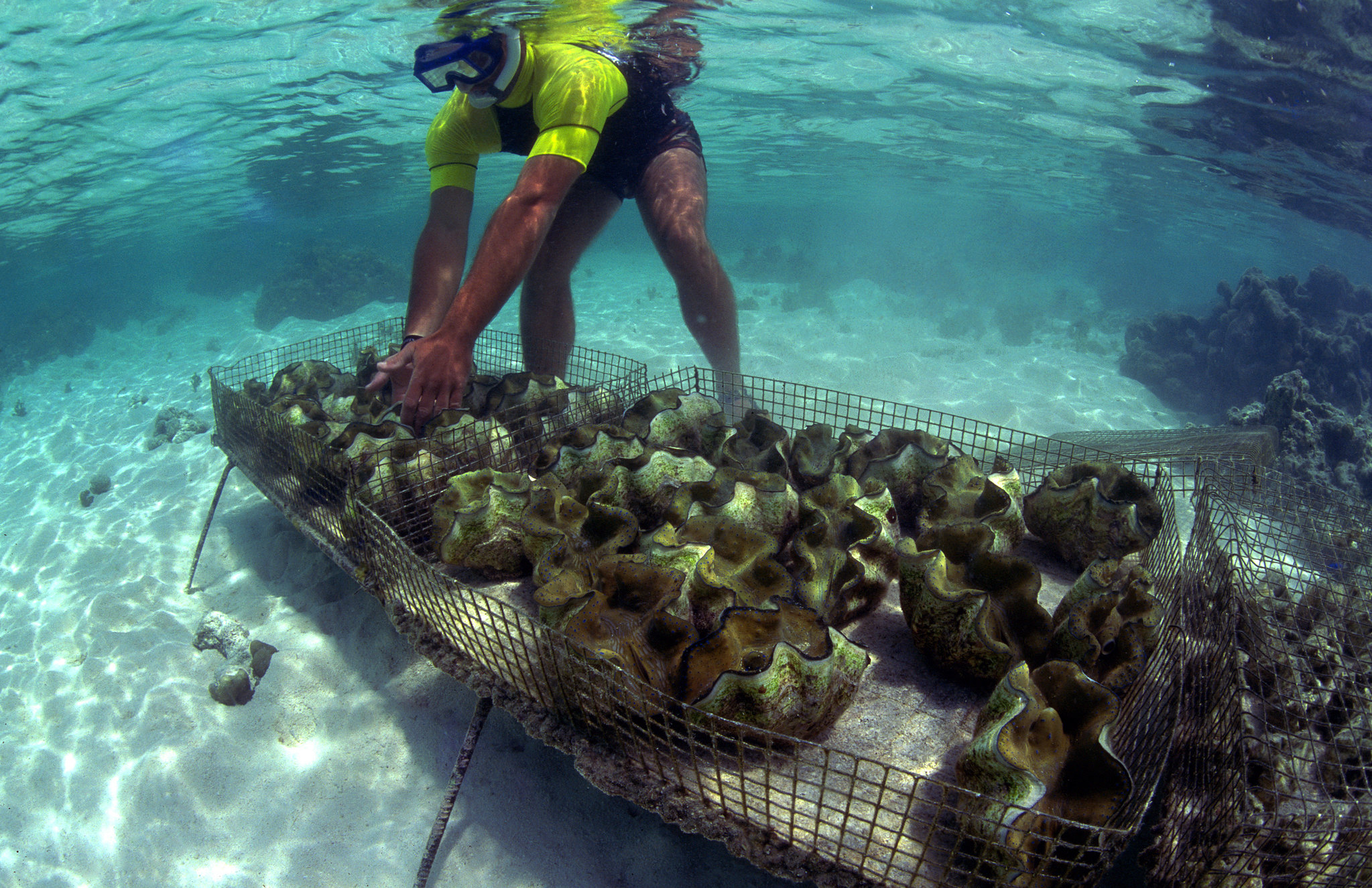 Seaweeds and bivalves produce the lowest greenhouse gas emissions