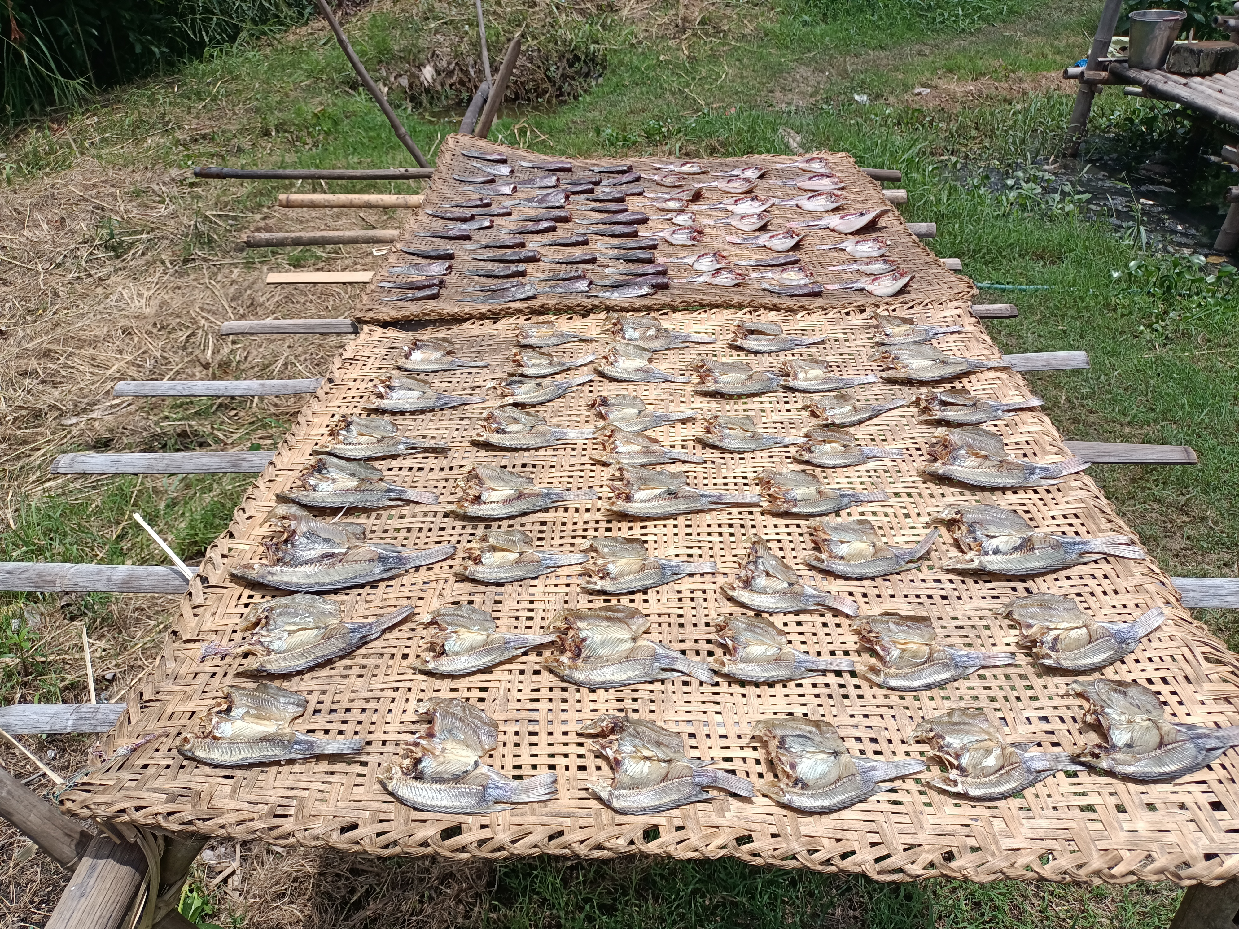 The production and sale of value-added fish products such as salted and dried fish are among the activities that are resulting in better livelihoods for the Lake Inle fisherfolk. Photo by Nang Tin May Win