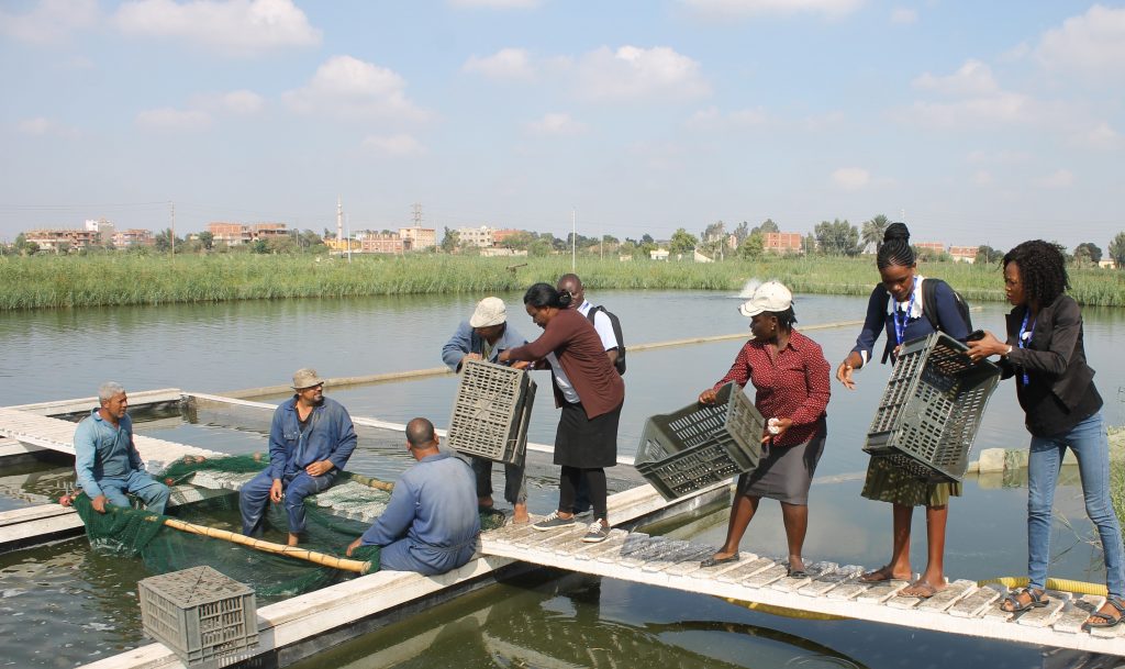 Trainees in Abbassa, Egypt during a hands-on session. Photo by Yehia Abdel Menaim.