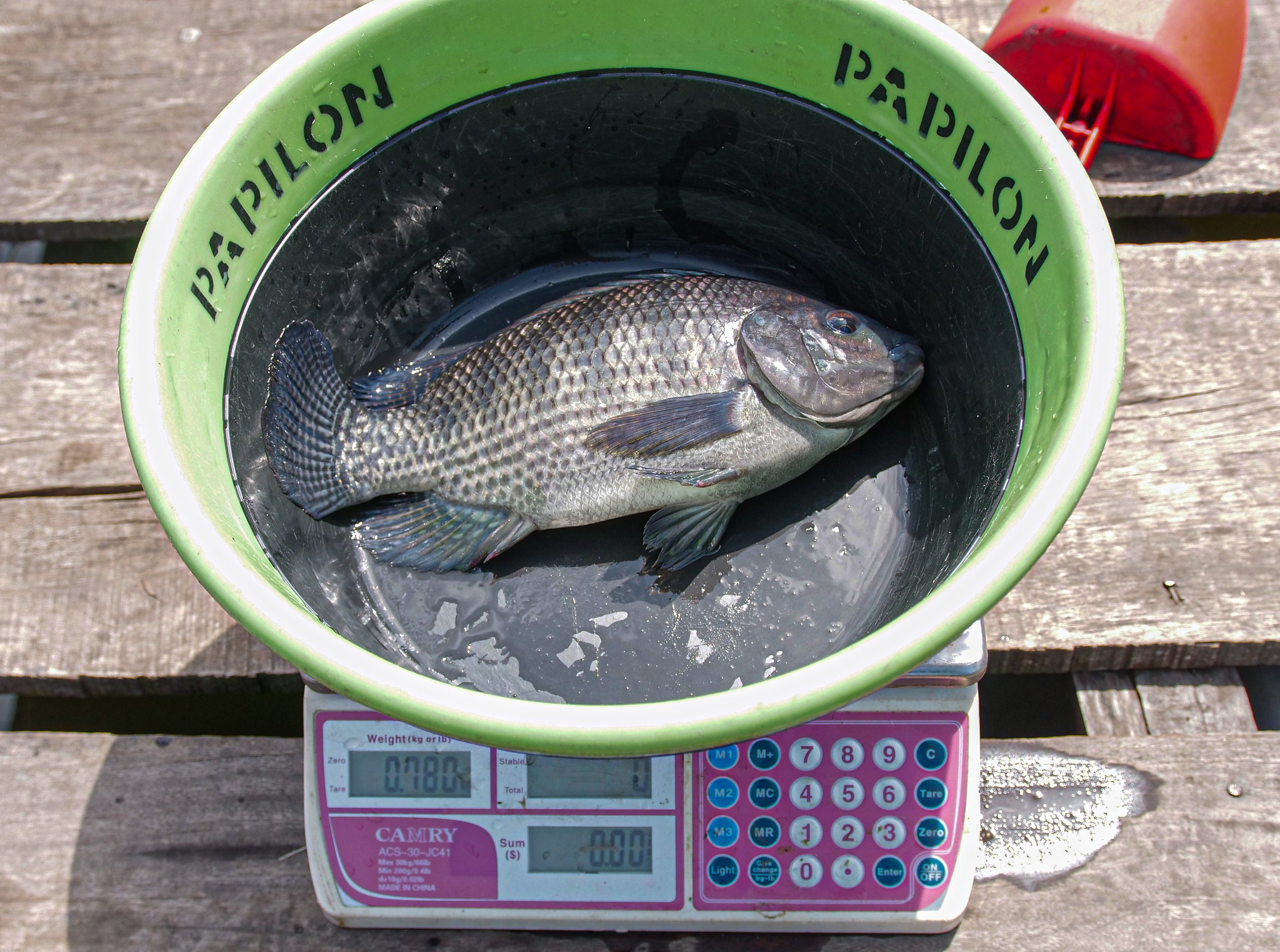 Weighing a recently harvested tilapia in Nigeria. Photo by Olaniyi Ajibola.