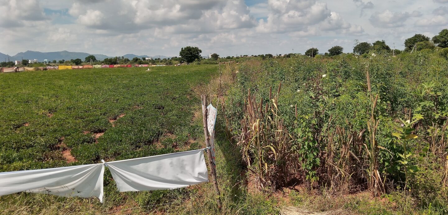 Neighboring farm plots visited in Anantapur, India in October 2022