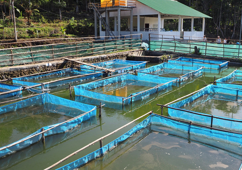 The private GIFT hatchery at Leohitu, Timor-Leste.