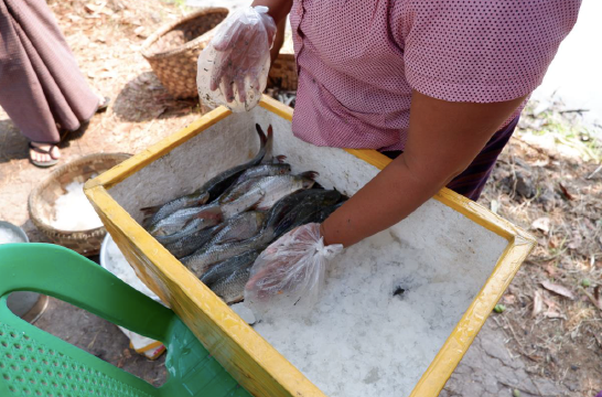 Fish sellers using ice to ensure