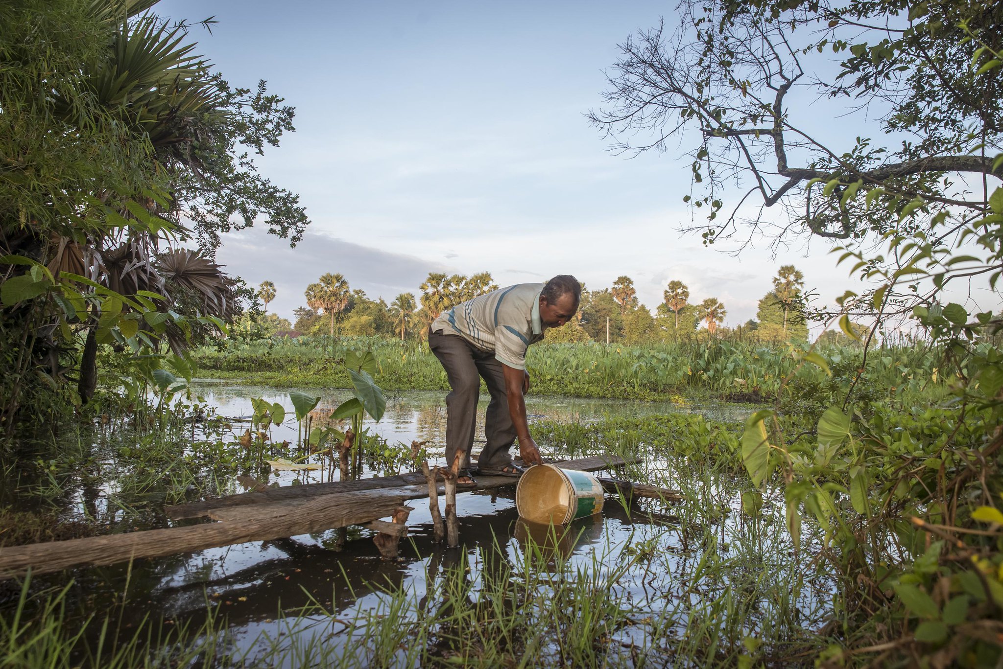 rice field fisheries