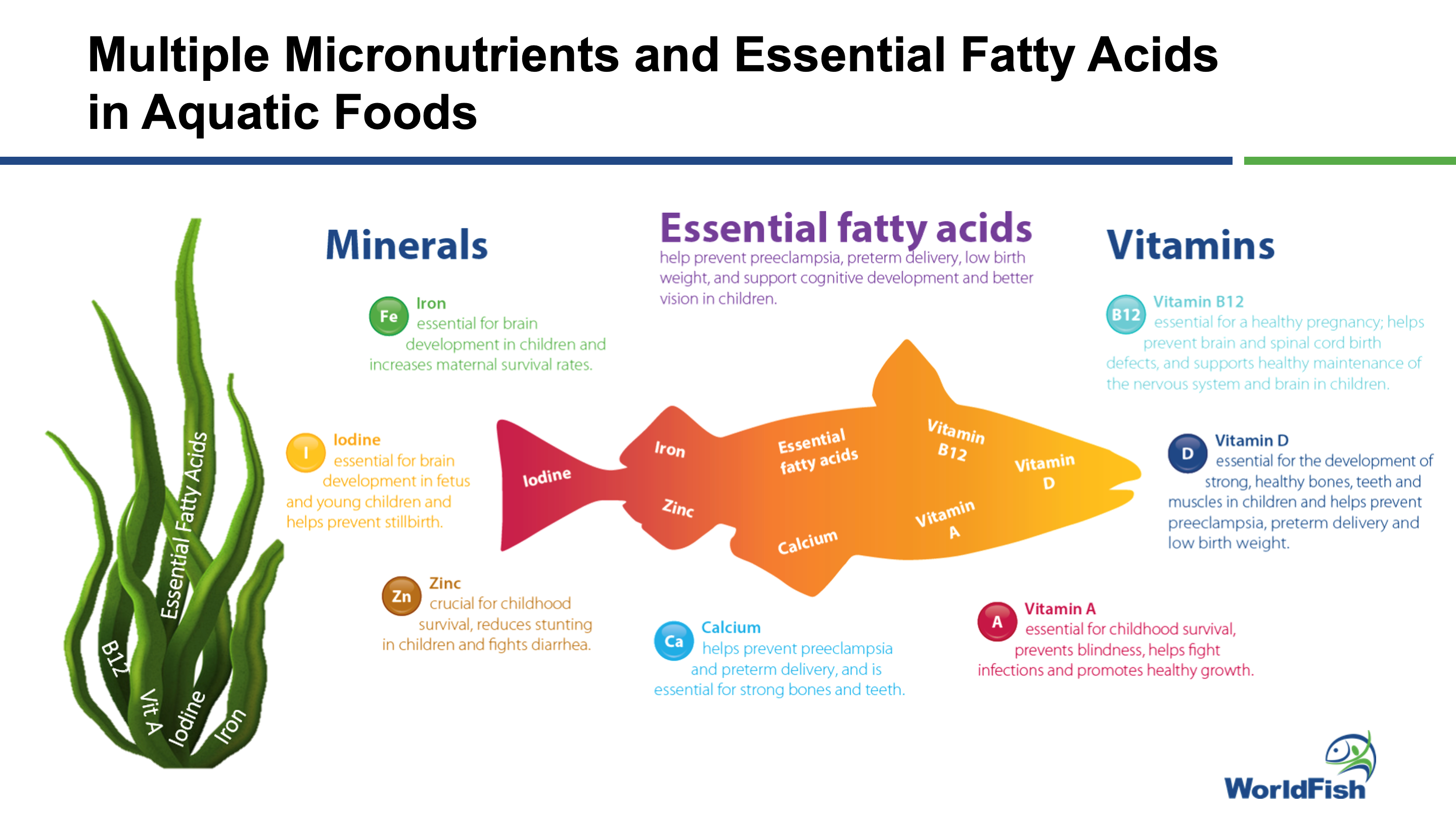 A variety of vitamins, minerals and essential fatty acids that are important for human development can be found in abundance in aquatic foods. Photo is screenshot of virtual Microsoft Teams proceedings