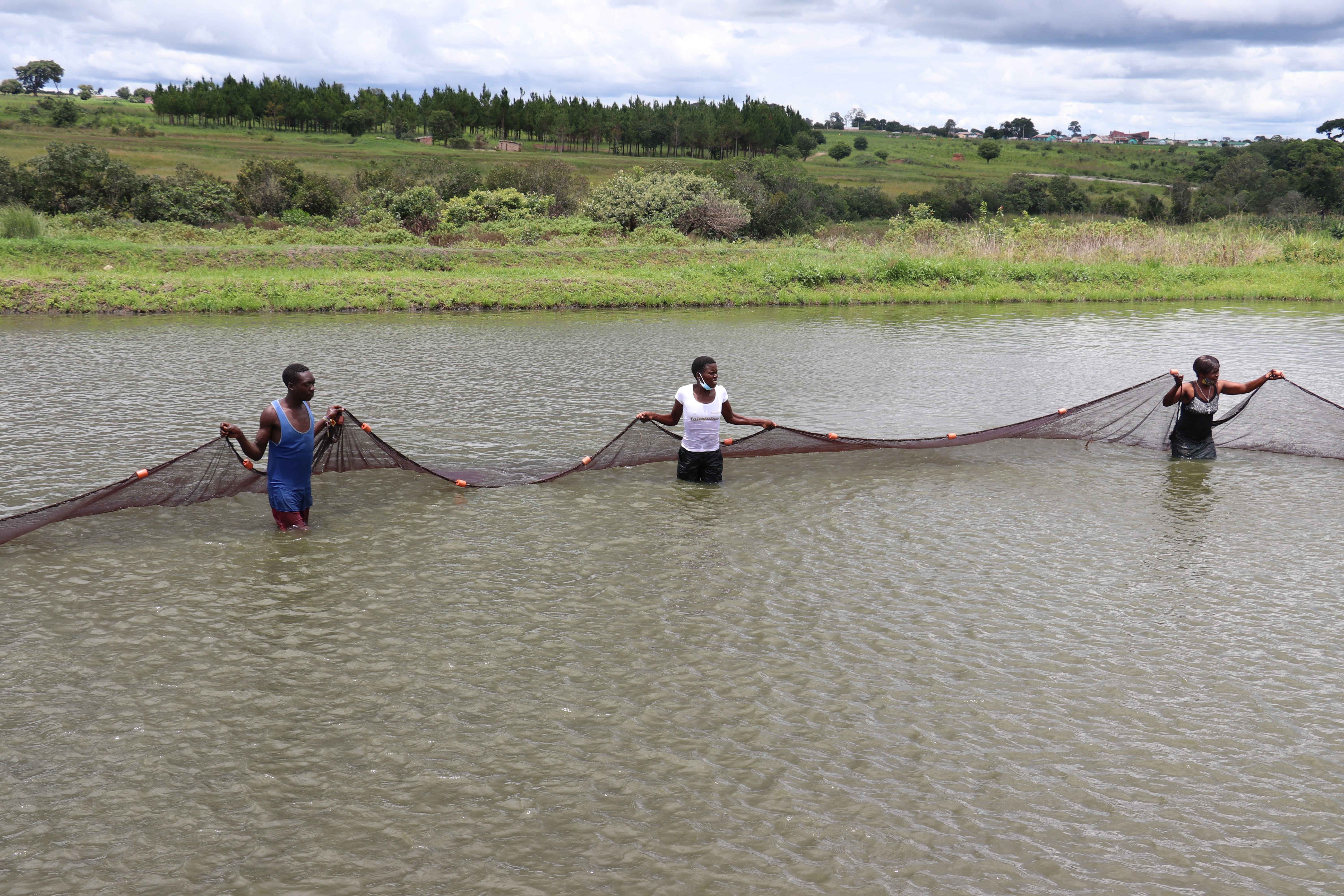 Women and youth of Kasakalabwe cooperative at harvest time. Photo by Agness Chileya.