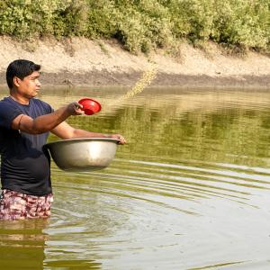 A fish farmer feeding fish with supplementary feed in a pond. Harun Or Rashid_WorldFish