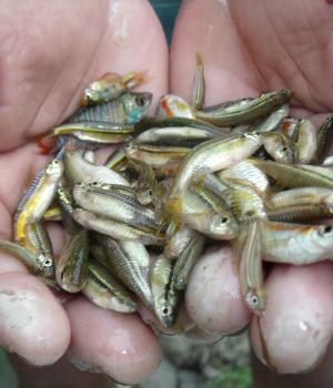 carp polyculture