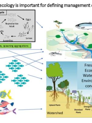 Training materials on fish ecology