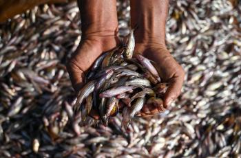 Aquatic foods are a major source of protein, micronutrients and essential fatty acids. Photo by Neil Palmer