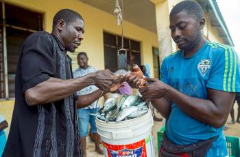 In coastal Kenya, aquatic food value chains support livelihoods from catch to processing and sale. Photo by Festo Lumwe, WorldFish.