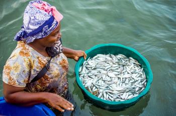 A fish processor on Mafia Island, Tanzania, offloading small pelagic fish from a fishing vessel onto the shore, preparing them for processing. Photo by Festo Lumwe.