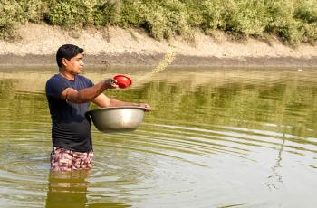 A fish farmer feeding fish with supplementary feed in a pond. Harun Or Rashid_WorldFish