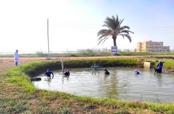 Harvesting the comparative trial of the selectively bred Abbassa G15 and KHS Commercial strains at WorldFish facility in Abbassa, Abu-Hammad, Sharqia. Photo by Mai Rafeek, Research Assistant, WorldFish, Egypt.
