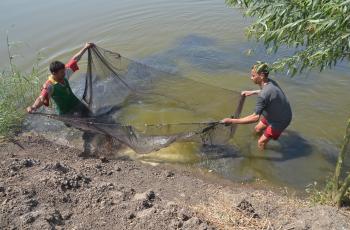 Netting the fingerlings in El Minya, Upper Egypt. Photo by Jens Peter Tang Dalsgaard, WorldFish.
