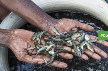 Country Event: Virtual Roundtable - Marine Biodiversity, Ocean Economy and Welfare Of Fishermen