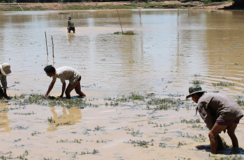UN Food Systems Summit Action Track 3: A public forum on boosting nature-positive production