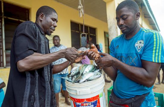 In coastal Kenya, aquatic food value chains support livelihoods from catch to processing and sale. Photo by Festo Lumwe, WorldFish.