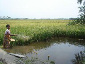 Rice-fish systems can make efficient use of increasingly scarce water and land resources. Photo by WorldFish, 2008.